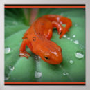 Buscar salamander posters Newt