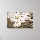 Buscar aves de corral lienzos Animales