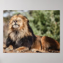 Buscar toma el sol posters Animales