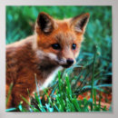 Buscar hábitat posters Fauna