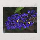 Buscar flores de hawaii postales Paisaje