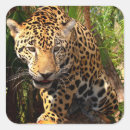 Buscar jaguar pegatinas Panthera onca