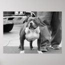 Buscar american staffordshire terrier arte Cachorro