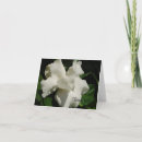 Buscar gardenias tarjetas Flor