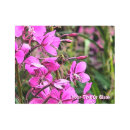 Buscar abejas arte Para ella