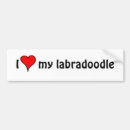 Buscar amo mi labradoodle Labradoodles