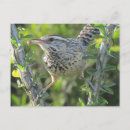 Buscar bird postales Cactus