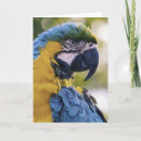 Buscar loro tarjetas Retrato