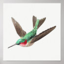 Buscar colibrí posters Aves