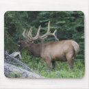 Buscar hábitat alfombrillas de raton Entorno