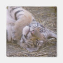 Buscar tigre imanes Cachorro