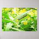 Buscar monarca posters Amarillo