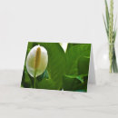 Buscar lirio de paz tarjetas Florecer