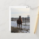 Buscar equino postales Hermoso