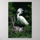 Buscar garrapatas posters Aves