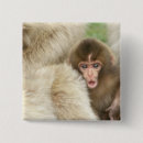 Buscar fuscata del macaca Rob tilley