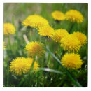 Buscar dandelion azulejos Naturaleza
