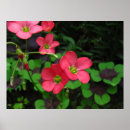 Buscar cruz roja posters Naturaleza