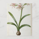 Buscar amaryllis postales Pierre