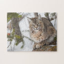 Buscar lince puzzles Carnívoro