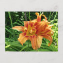 Buscar daylily postales Flores