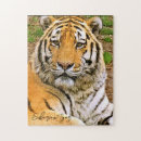 Buscar tigre siberiano puzzles Para todos