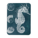 Buscar seahorse imanes Marino