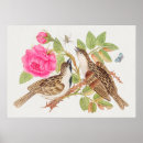 Buscar aviar Aves