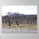 Buscar árbol desnudo posters Naturaleza