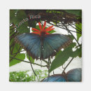 Buscar mariposas tropicales imanes Para todos