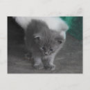 Buscar gatos grises postales General y unisex