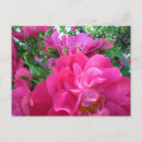 Buscar rosas hermosos postales Para ellos