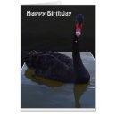 Buscar cisne negro tarjetas Vida silvestre