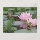 Buscar waterlily postales Agua