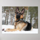 Buscar pastores posters Nieve