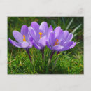 Buscar purple postales Floral