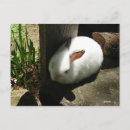 Buscar aplauso postales Blanco