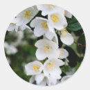 Buscar jasmin pegatinas Blanco