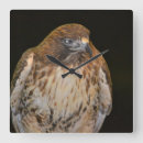 Buscar avaricia relojes de pared Pájaro