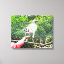 Buscar lemur lienzos Primate