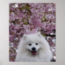 Buscar pet posters Para todos