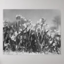 Buscar tulipanes blancos negros posters Flores