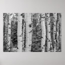 Buscar bosque blanco y negro posters General y unisex