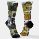 Buscar jirafa del calcetines Jirafas