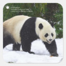 Buscar pandas gigantes pegatinas Panda gigante