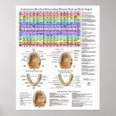 Buscar odontología posters Dentista