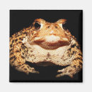 Buscar sapo imanes Anfibio