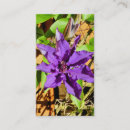 Buscar clematis Bonito