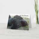 Buscar molesto tarjetas General y unisex
