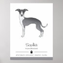 Buscar galgo italiano posters Iggy